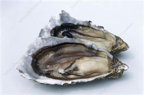 Oyster - Stock Image - H110/2729 - Science Photo Library
