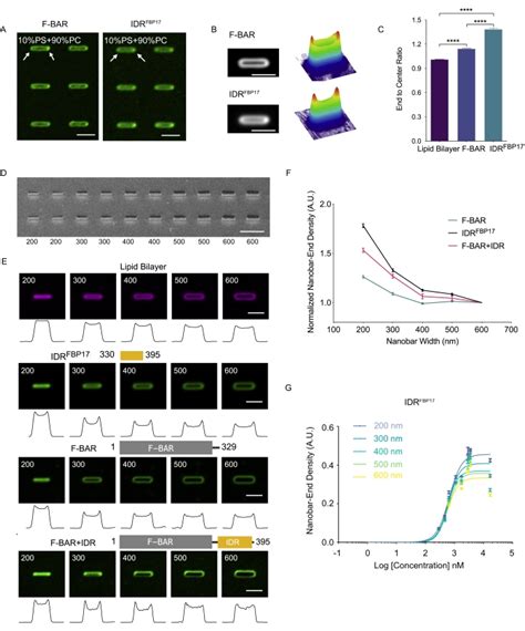 A Nanobar Supported Lipid Bilayer System For The Study Of Membrane