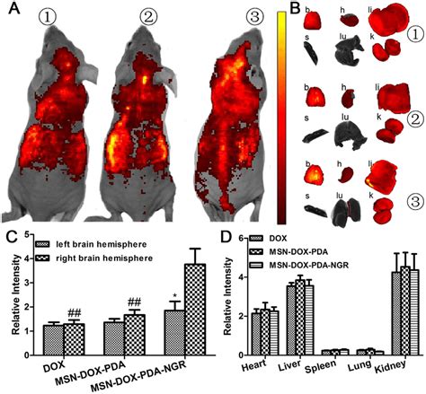 In Vivo And Ex Vivo Fluorescent Imaging Of Various Nps A In Vivo