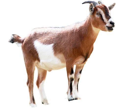 Goat Milking Animal Sales - goat png download - 960*889 - Free ...