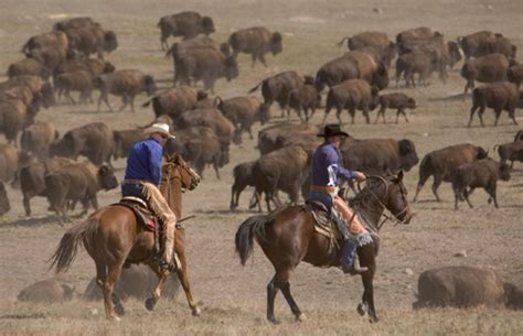 Custer State Park Buffalo Roundup – Richard Beal