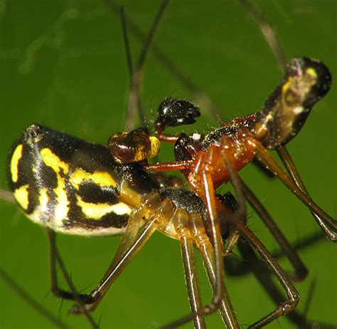 Filmy Dome Spider Sex Neriene Radiata BugGuide Net