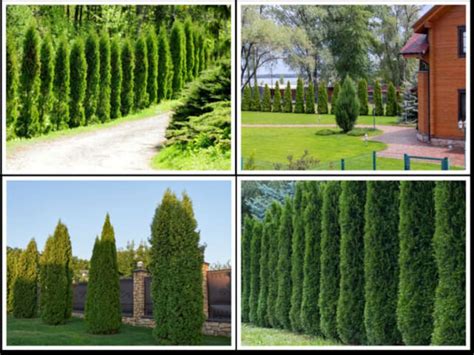 100 THUJA Tree Seeds thuja Occidentalis White Cedar - Etsy