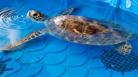 Three Juvenile Green Sea Turtles Released Clearwater Marine Aquarium