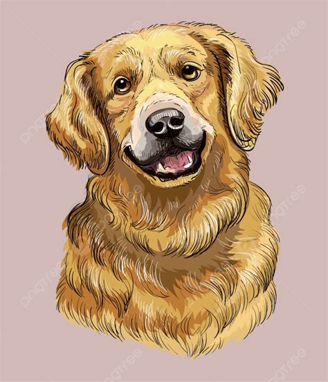 Golden Retriever Dibujo A Mano Perro Realista Vector Ilustración