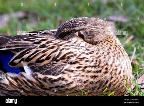 Mallard Duck Eggs Hi Res Stock Photography And Images Alamy