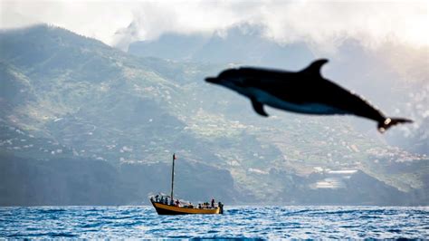 Whale Watching Azores - Everything you need to know