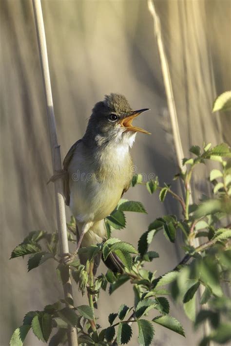 Male Marsh Warbler Singing In Breeding Season Stock Image Image Of