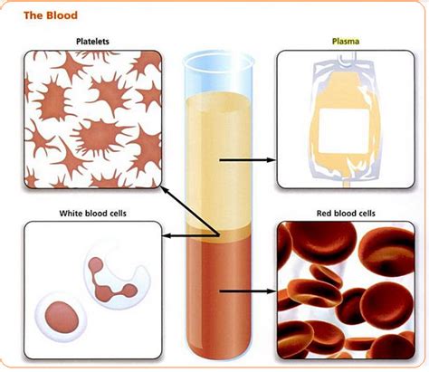 Blood composition and Plasma - Biology Notes for IGCSE 2014