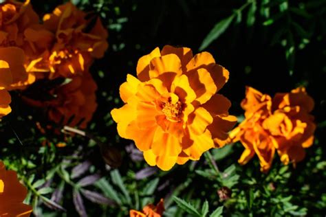 Managing Pests Naturally In Marigold Gardens Peppers Home And Garden