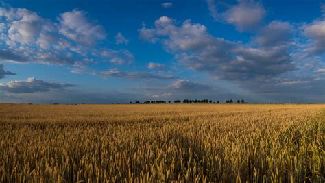 Download Summer Cloud Nature Landscape Sky Wheat 4k Ultra Hd Wallpaper