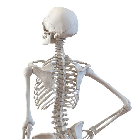 3d Human Female Skeleton Pose