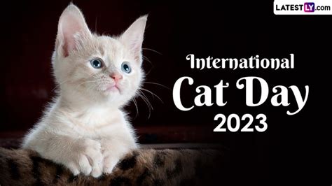 International Cat Day Date History And Significance Everything