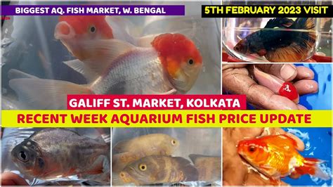 Aquarium Fish Recent Week Price Galiff Street Cheapest Aquarium Fish