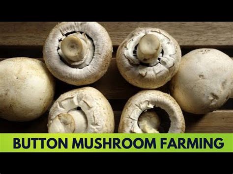 Button Mushroom Farming How To Grow Button Mushroom At Home Button