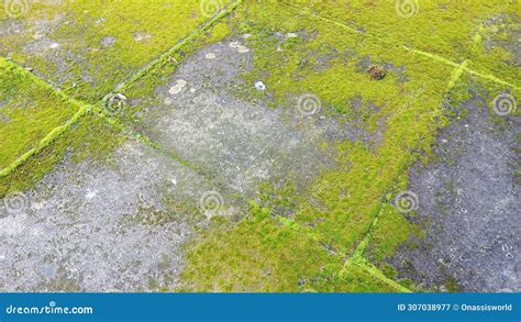 Real Ground Moss Stock Image Image Of Health Nature 307038977