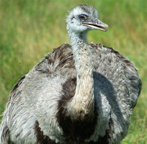 344 Rhea South American Ostrich Stock Photos Free And Royalty Free