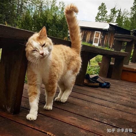 猫咪用头蹭主人不仅为了表达爱意，还是在宣示对铲屎官的所有权 知乎