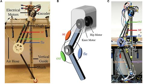 Humanoid Robot Leg Mechanisms