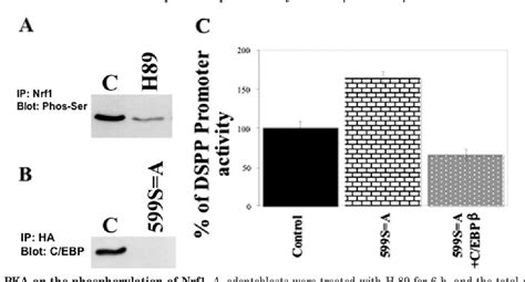 Figure 11 From The Ccaat Enhancer Binding Protein C Ebp β And Nrf1