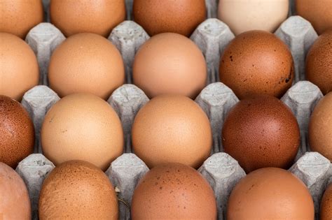 206 Million Eggs Recalled Over Salmonella Concerns
