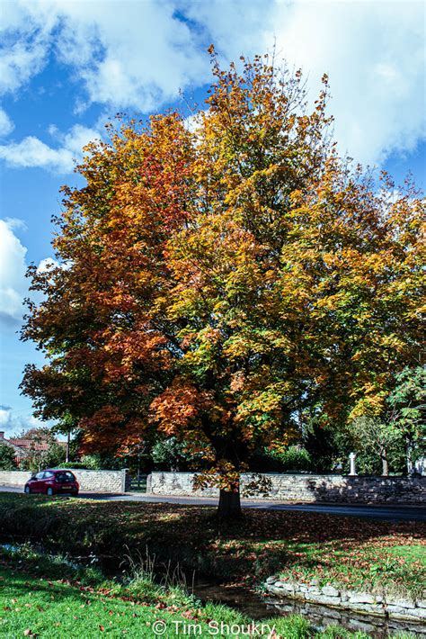 Scopwick Lincolnshire Trees In Autumn Coat Tim Shoukry Flickr