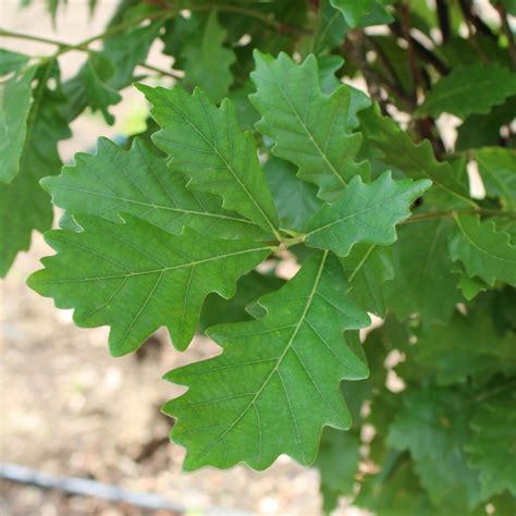 Quercus Robur X Bicolor Long Regal Prince Oak Doty Nurseries