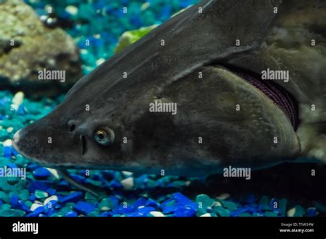 Fish sturgeon swims in the aquarium of the oceanarium. Sturgeon fish ...