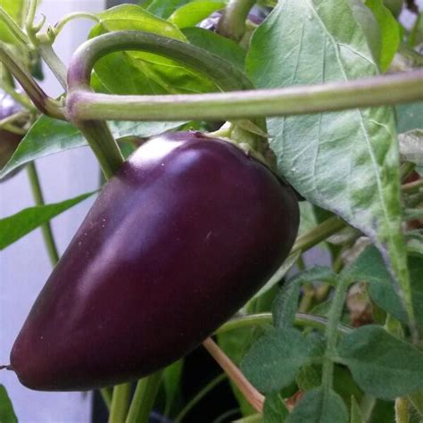 Chili Pepper Czech Black Capsicum Annuum Seeds