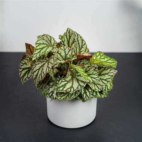 Begonia rex silver king Mała Szklarnia