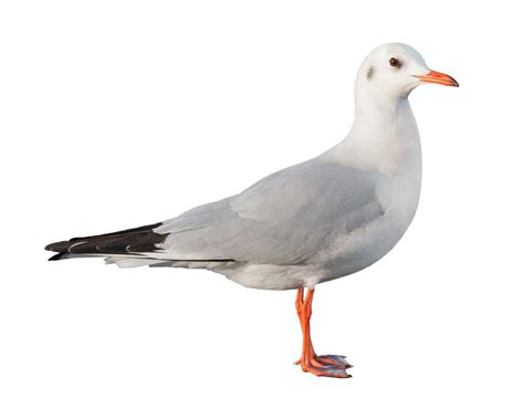 Gull definition and meaning | Collins English Dictionary