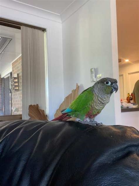 Two Presumed Male Conures With Cage Of Desired Birds Gumtree