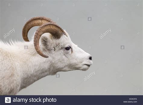 Dall sheep horns hi-res stock photography and images - Alamy