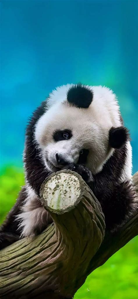 Adorable Panda Bear Sitting On A Tree Branch