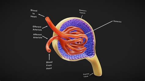 Glomerulus Anatomy Buy Royalty Free 3D Model By Nima H3ydari96