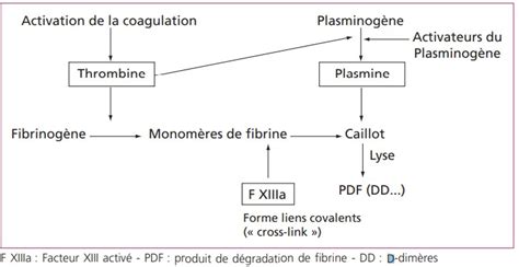 Les D Dimères