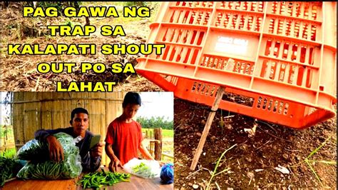 Pag Gawa Ng Trap Sa Kalapati At Pag Harvest Ng Mga Gulay Shout Out Po