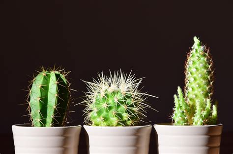 M S De Im Genes Gratis De Cactus Y Planta Pixabay