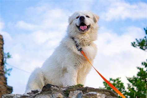 10 Best Livestock Guardian Dog Breeds