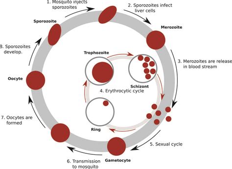 The Life Cycle Of P Falciparum The Human Host Is Infected By Download Scientific Diagram