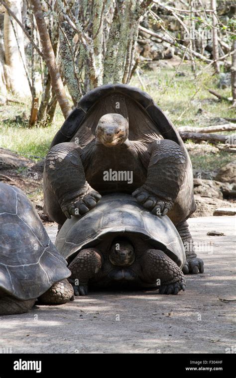 Giant Tortoises With Mating Behavior Highlands Of Floreana Island