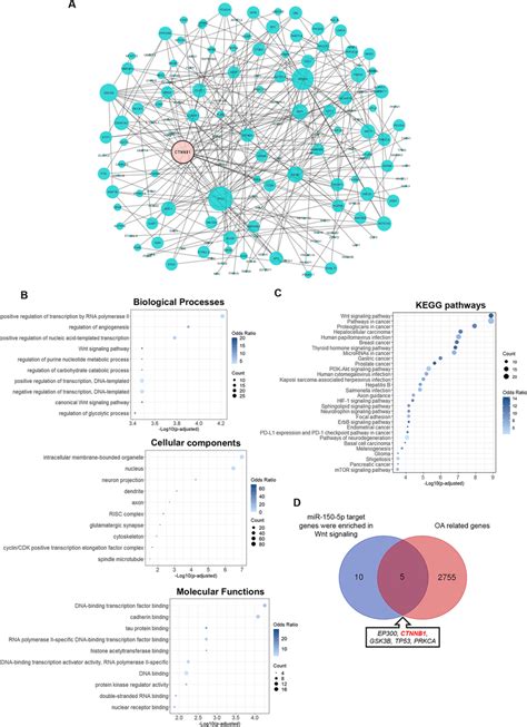 PPI Network And Enrichment Analysis Of MiR 150 5p Target Genes A PPI