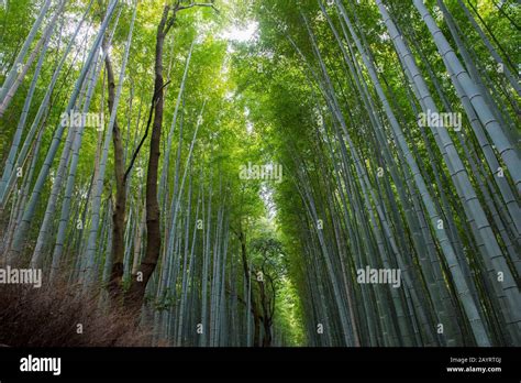 The Bamboo Grove Moso Bamboo At The Tenryu Ji Temple Unesco World