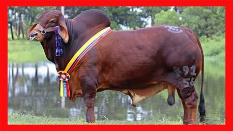 Rancho Guadalupe Ganado Brahman Rojo Y Gyr Lechero En Colombia