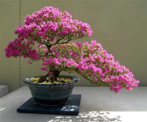 Bonsai Azalea Ibonsai