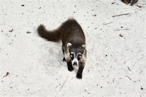 10 especies endémicas de Quintana Roo Descúbrelas con fotos y vídeo