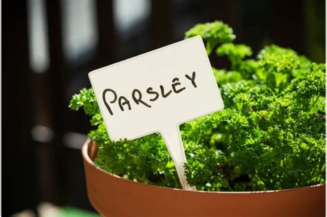 10 Tried-And-True Tips For Growing Parsley In Pots