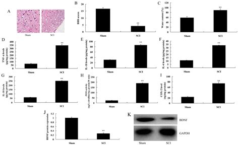 The Activation Of Bdnf Reduced Inflammation In A Spinal Cord Injury