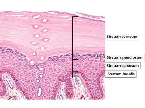 Anatomy Test Integumentary System Flashcards Quizlet