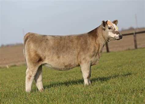 Keller Club Calves Elite Female And Genetics Sale November 19th The Pulse